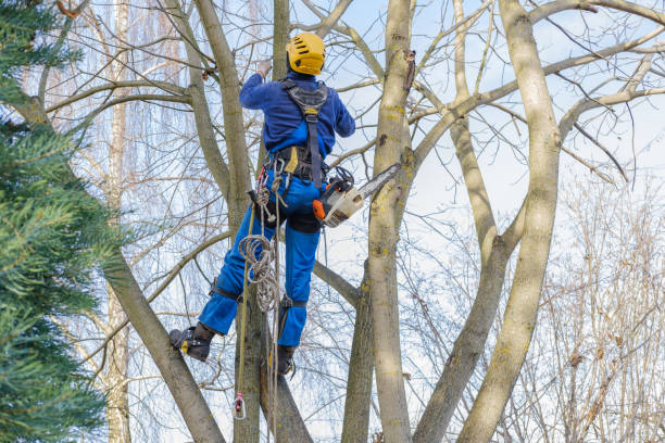 Seasonal Cleanup (Spring/Fall) in Meridian, CO