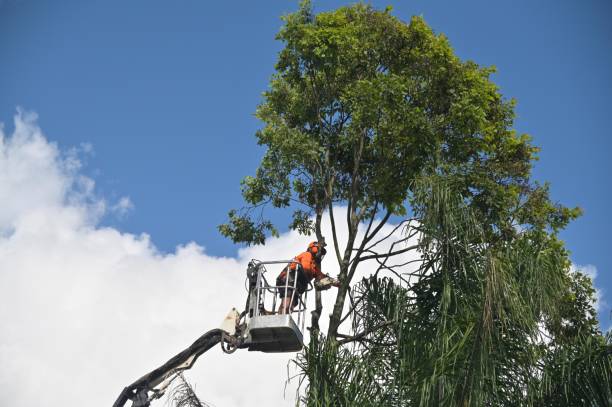 Lawn Watering Services in Meridian, CO