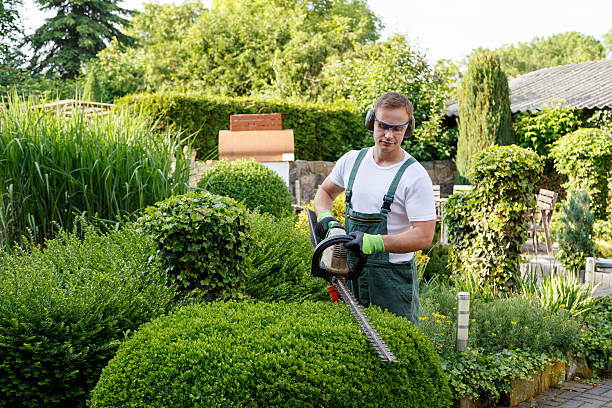 Organic Lawn Care Solutions in Meridian, CO